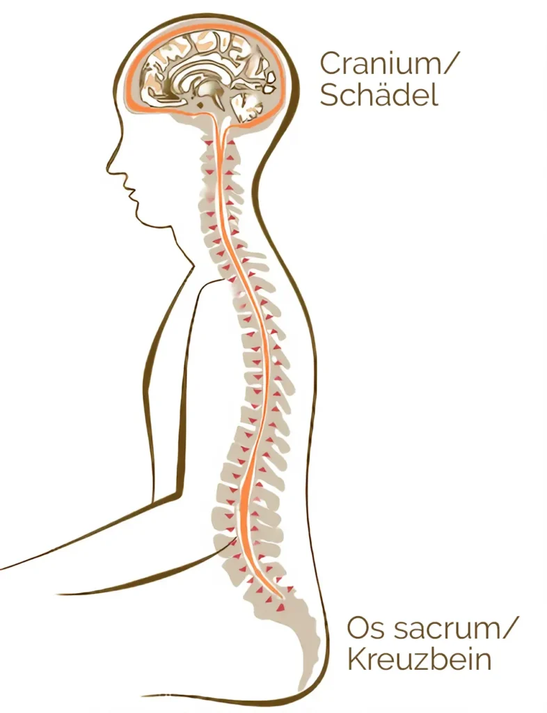Erklärung cranio sacral
